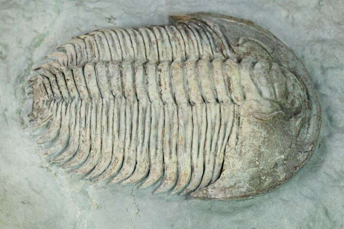 Gigantopygus Trilobite - Issafen, Morocco #169559